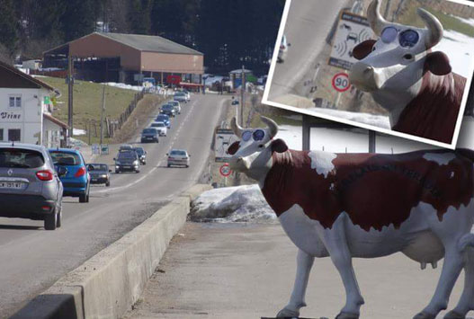 Faux radar dans une vache