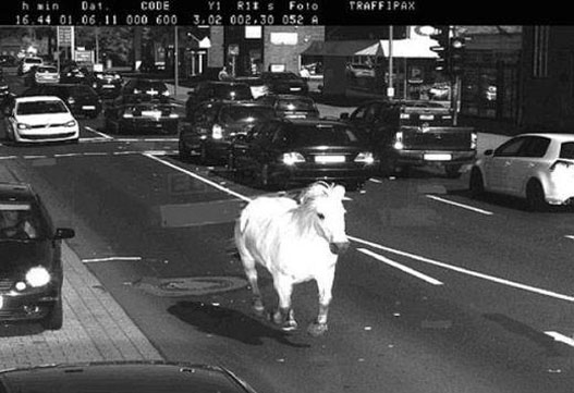 Un cheval flash par un radar